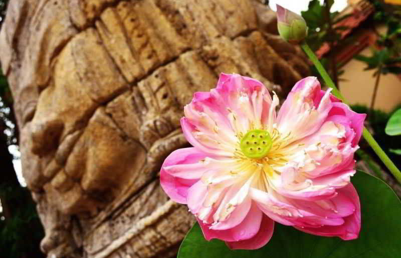 Lotus Lodge Siem Reap Buitenkant foto